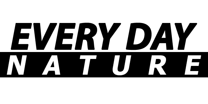 Everyday Nature