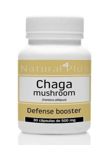 Hongo Chaga